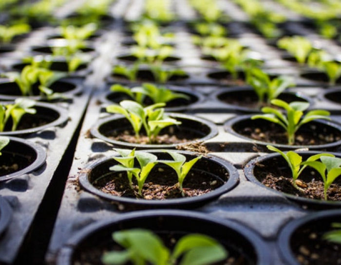 АК-47: культовый сорт с мощным потенциалом