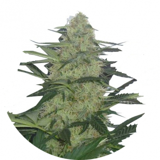 Сорт семян конопли Tutankhamon Auto Fem.