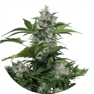 Сорт семян конопли White Dwarf Auto Fem.